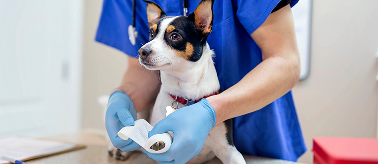 Image of a veterinarian wearing medical gloves tending to an injured animal in the veterinary clinic 