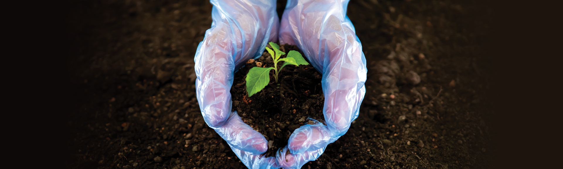 Ansell worker wearing MICROFLEX compostable gloves while replanting a tree to represent sustainability 