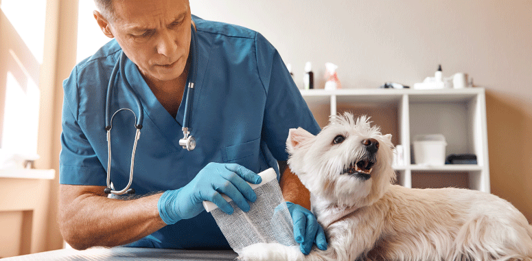 Image of an animal health professional such as veterinarian tending to an injured dog in his vet clinic