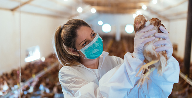 Image of veterinarian performing medical procedure/check-ups on animals